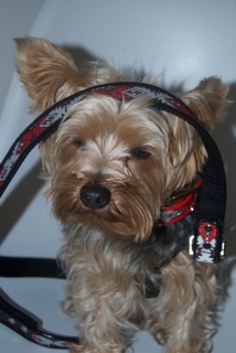 RJ Width Strap